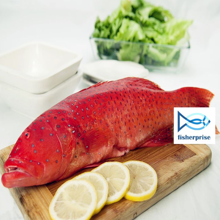 Coral Trout 七星斑 (Whole Fish - Scale remained Organs removed)