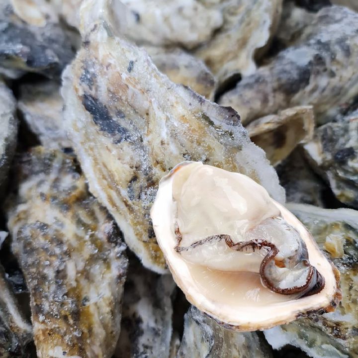 Japan Sashimi Grade Oyster 日本生食级别生蚝 (12pcs)