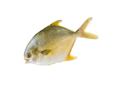 Golden Pomfret 金鲳鱼 Ikan Bawal Emas