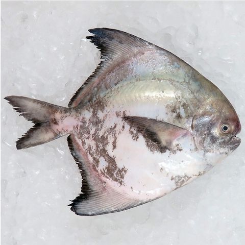 Local Pomfret Fish 本地斗鲳 (Net Chute/放网抓捕)