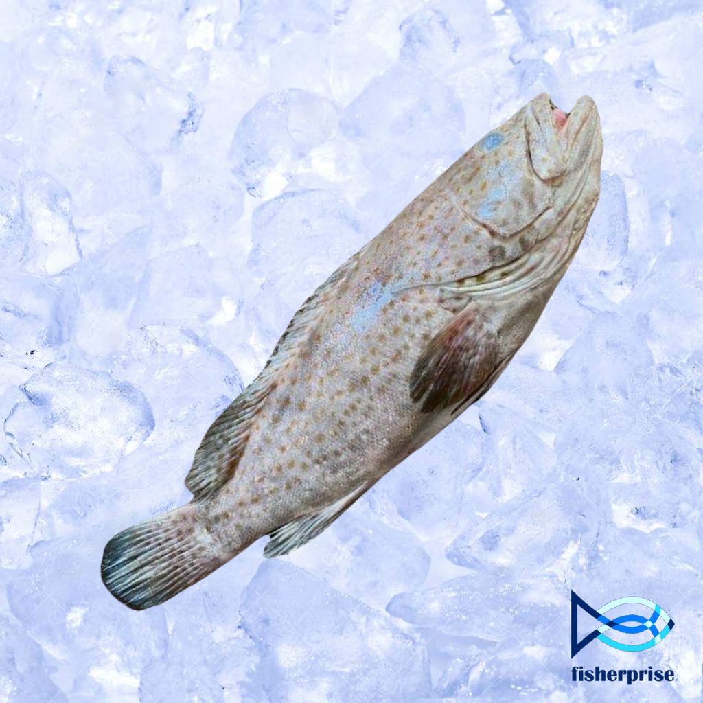 Grouper Whole Fish 上石斑 (Whole Fish) Ikan Kerapu