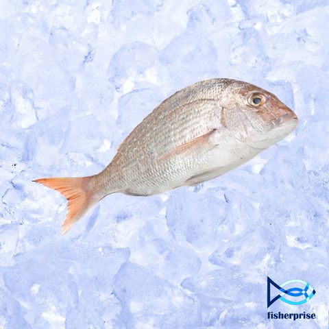 white snapper