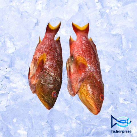 Pineapple Grouper 燕子斑 (Whole Fish)