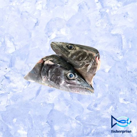 Spanish Mackerel Fish Head.jpg