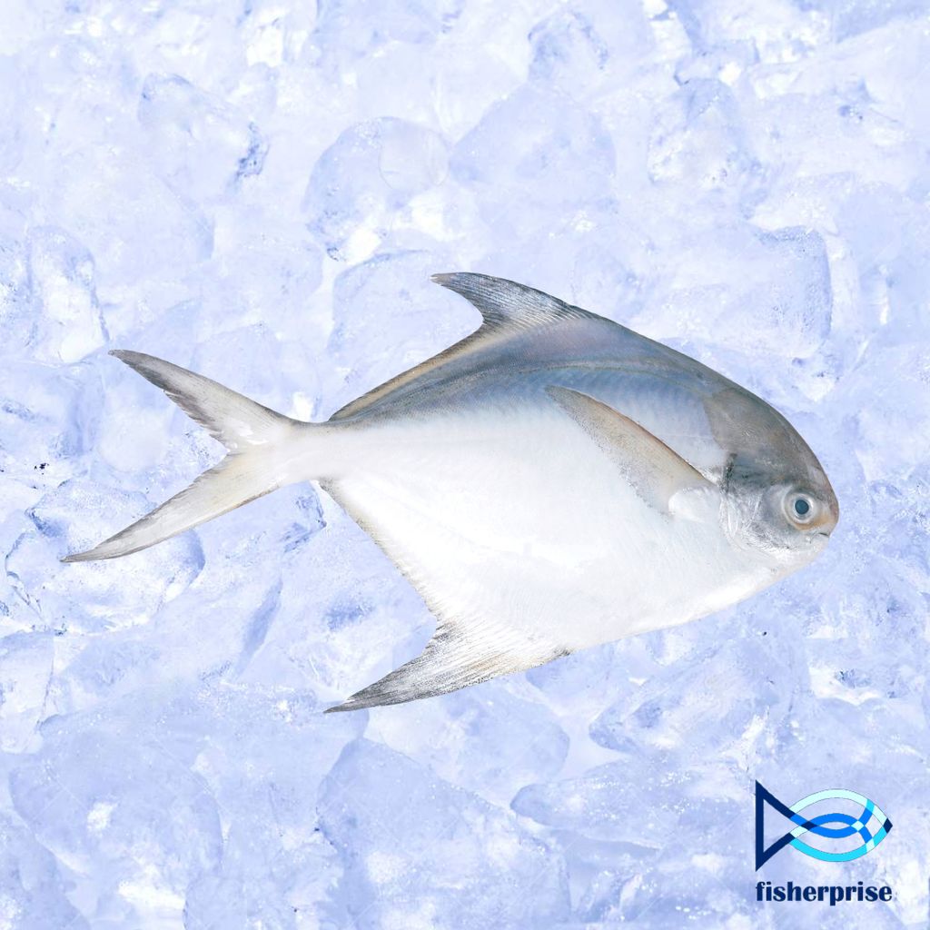 White Pomfret Fish 白鲳鱼 Ikan Bawal Putih