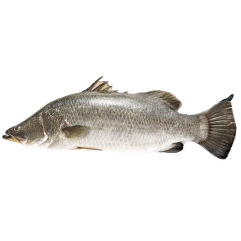Siakap 石甲鱼 (Whole Fish) Seabass Fish