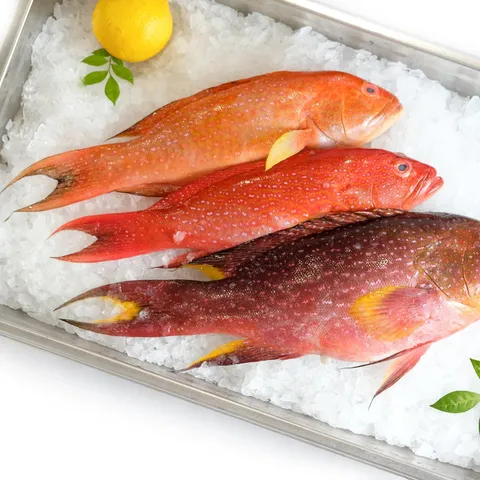 Pineapple Grouper 燕子斑 (Whole Fish)