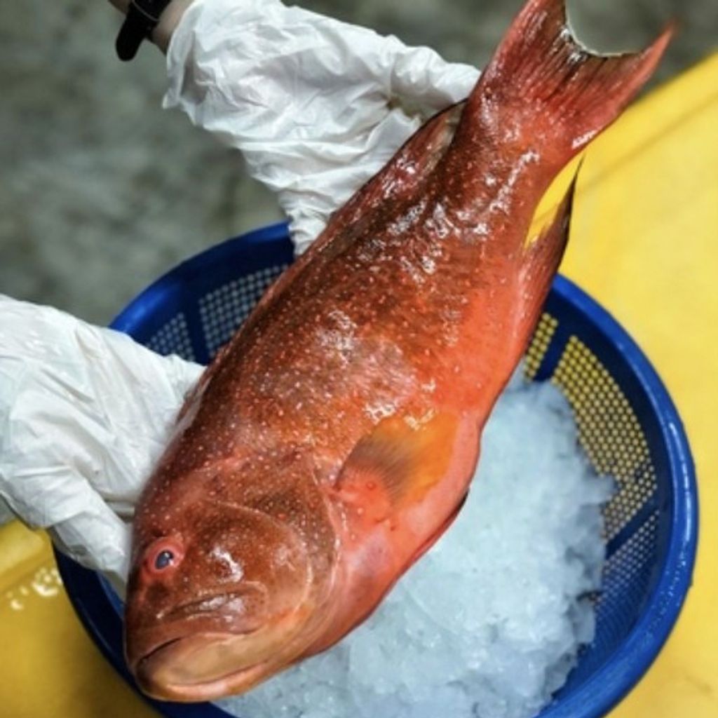 Pineapple Grouper 燕子斑 (Whole Fish)