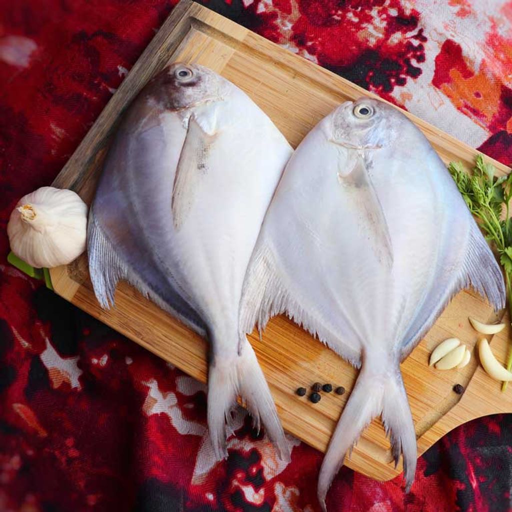 White Pomfret Fish 白鲳鱼 Ikan Bawal Putih