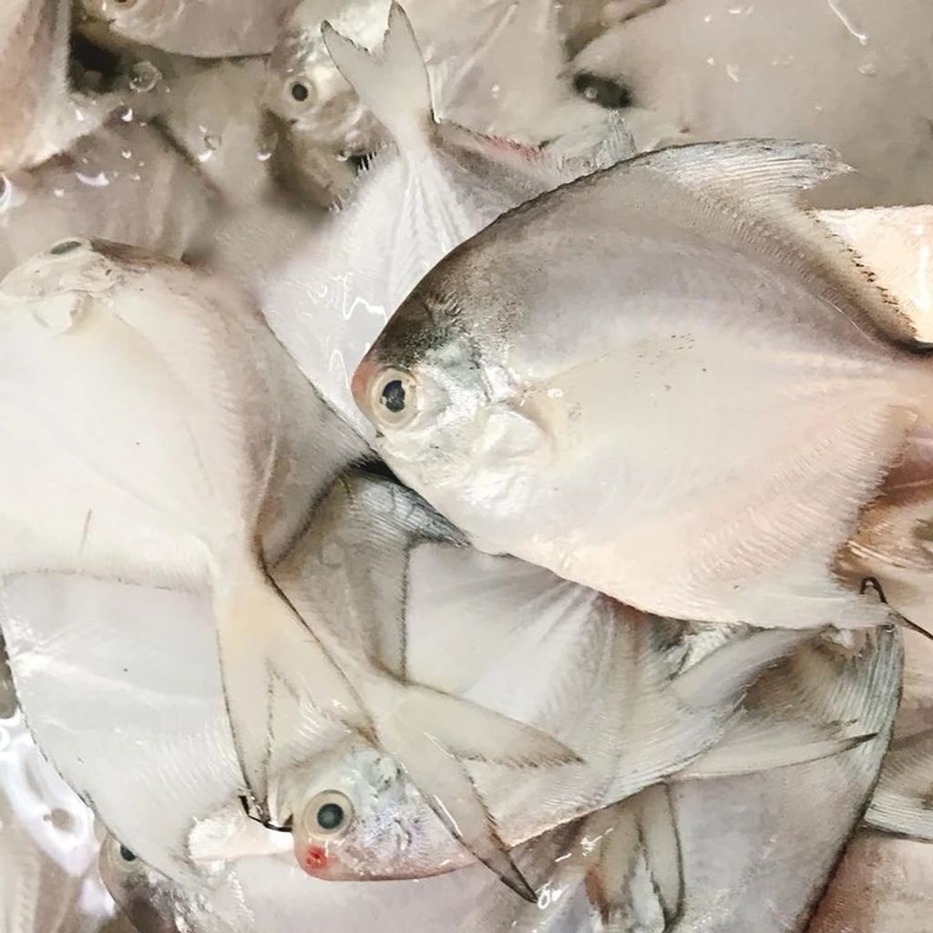 White Pomfret Fish 白鲳鱼 Ikan Bawal Putih