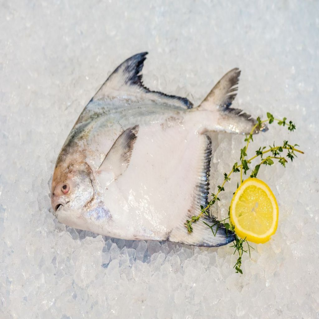 Local Pomfret Fish 本地斗鲳 (Net Chute/放网抓捕)