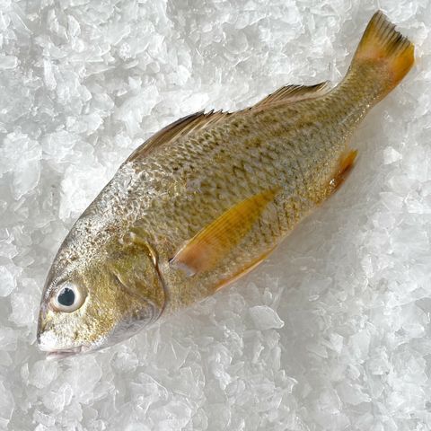 white snappers on ice