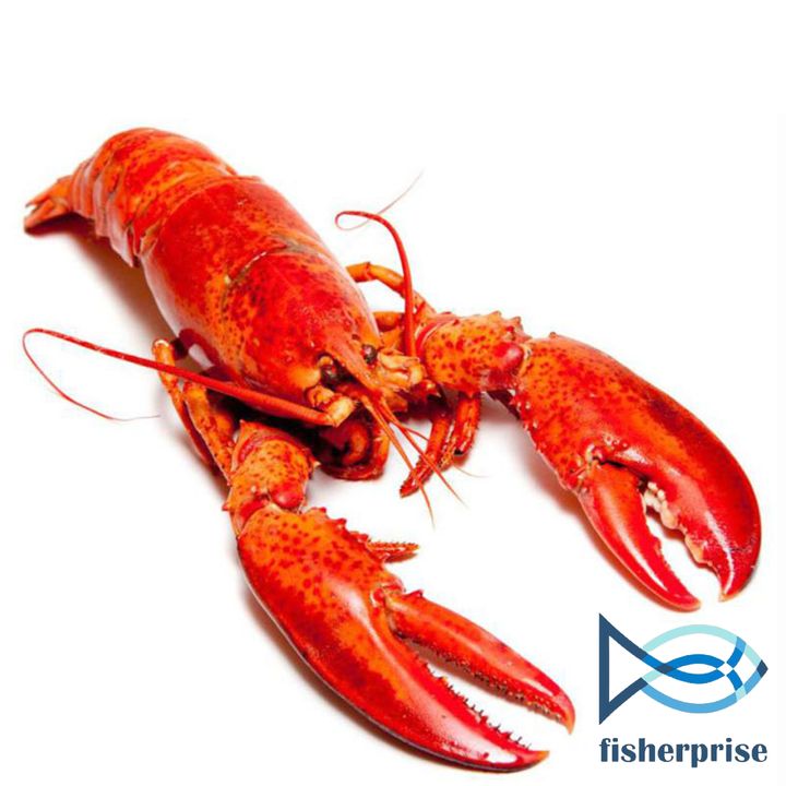 Canadian Lobster.jpg