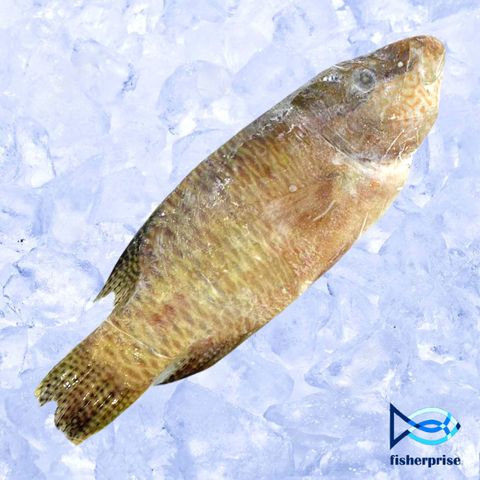 frozen sumei fish