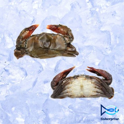 big frozen soft shell crab