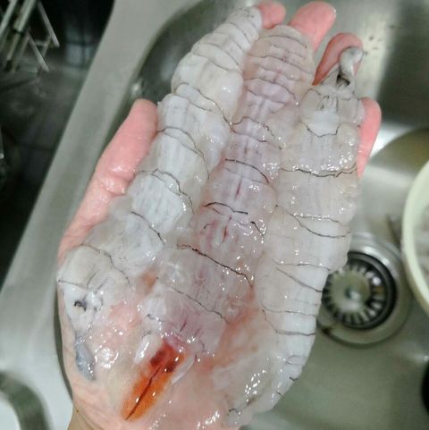 mantis prawn1