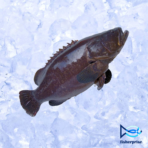black speckled grouper