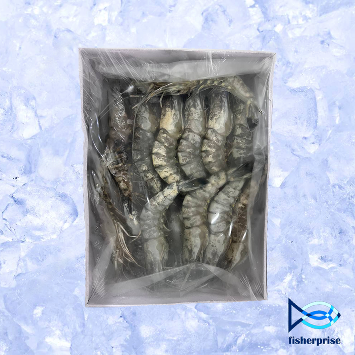 tiger prawn 21 25