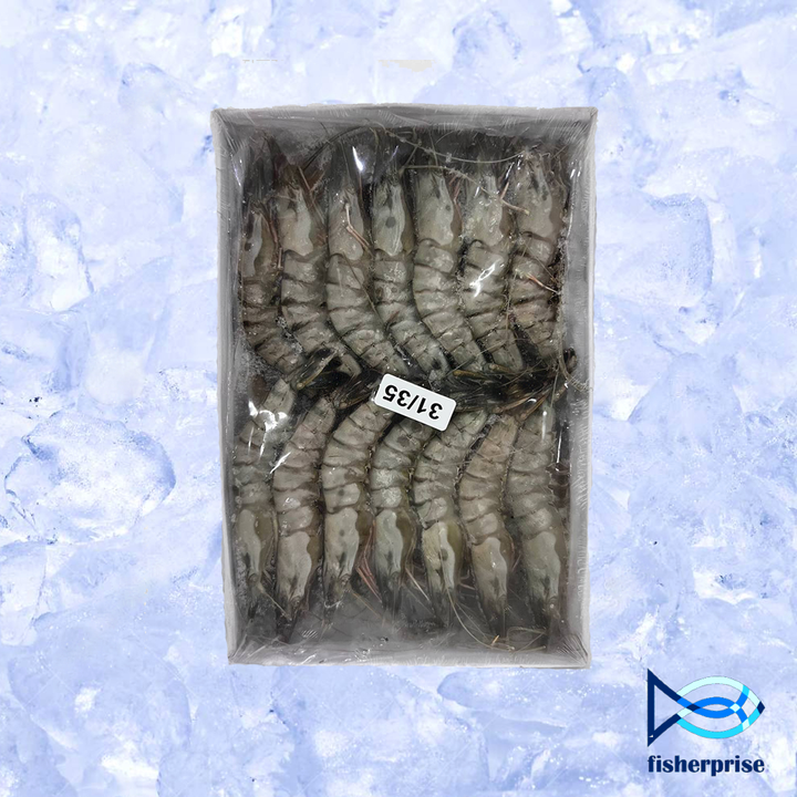 tiger prawn 31 35