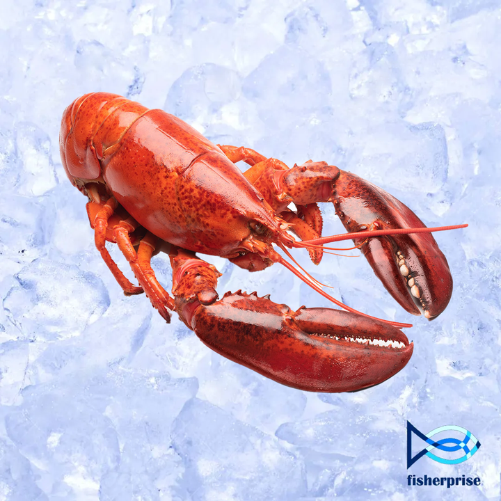 canada lobster