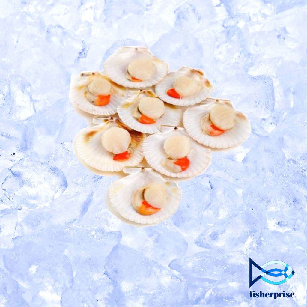 Half Shell Scallop 半壳大扇贝 (1kg)