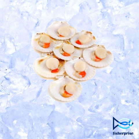 Half Shell Scallop 半壳大扇贝 (1kg)