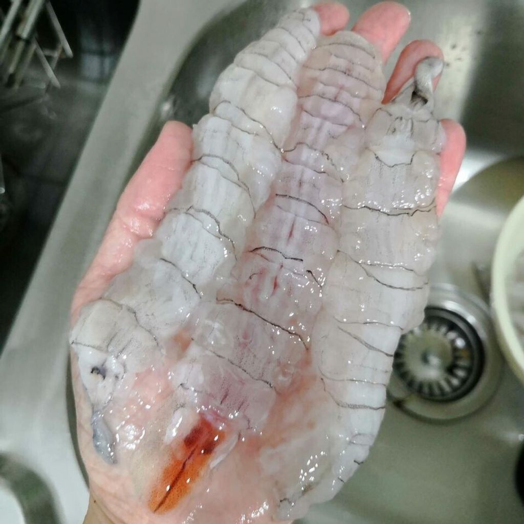 mantis prawn1