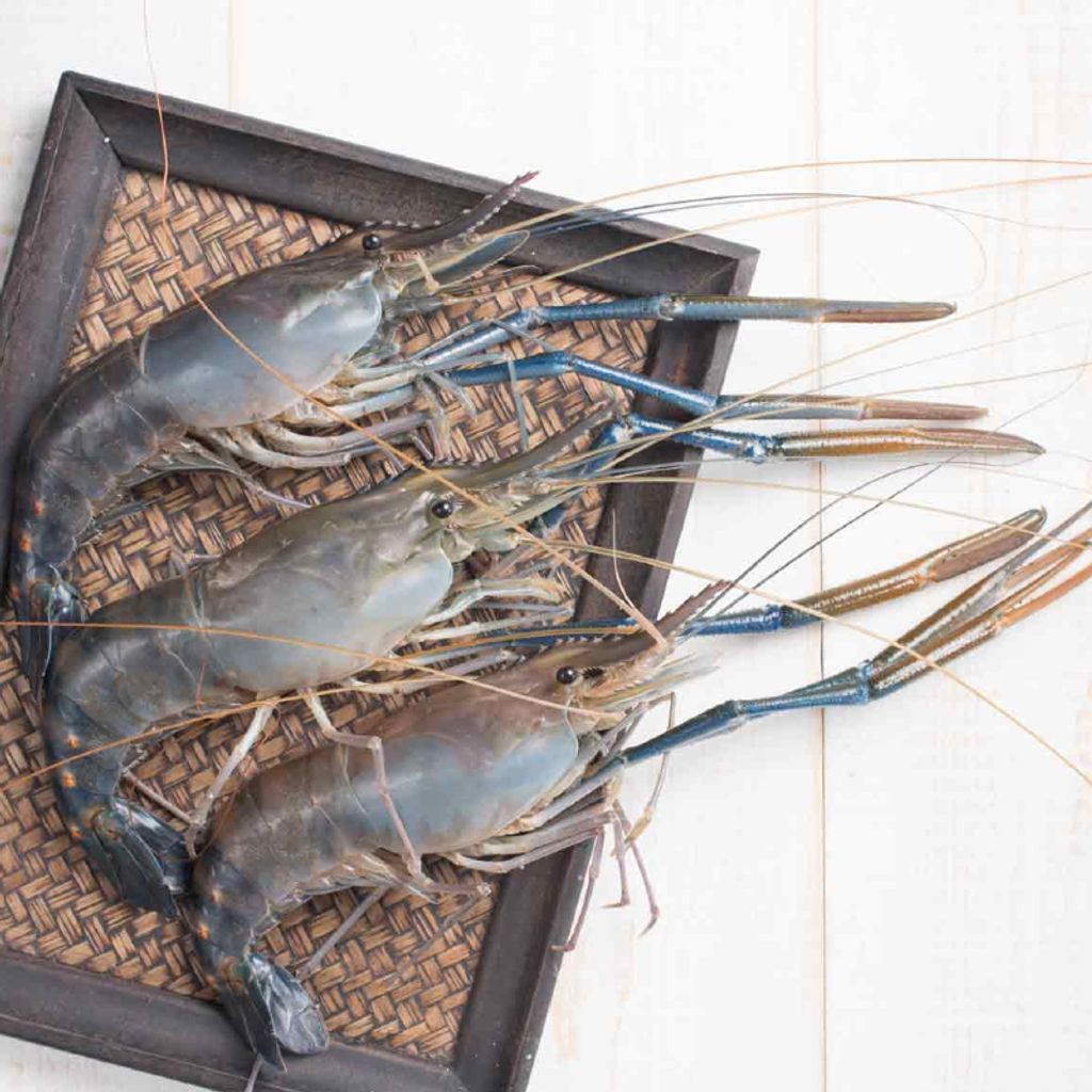 Frozen Scampi U5 大头虾 (200~300g)