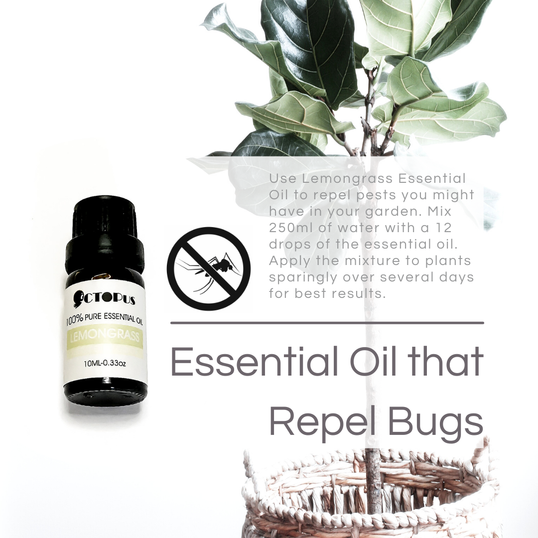 Essential Oil that Repel Bugs.png