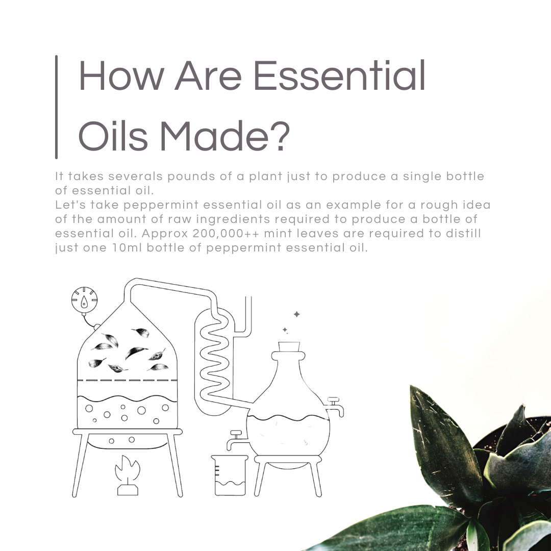 How Are Essential Oils Made_.png