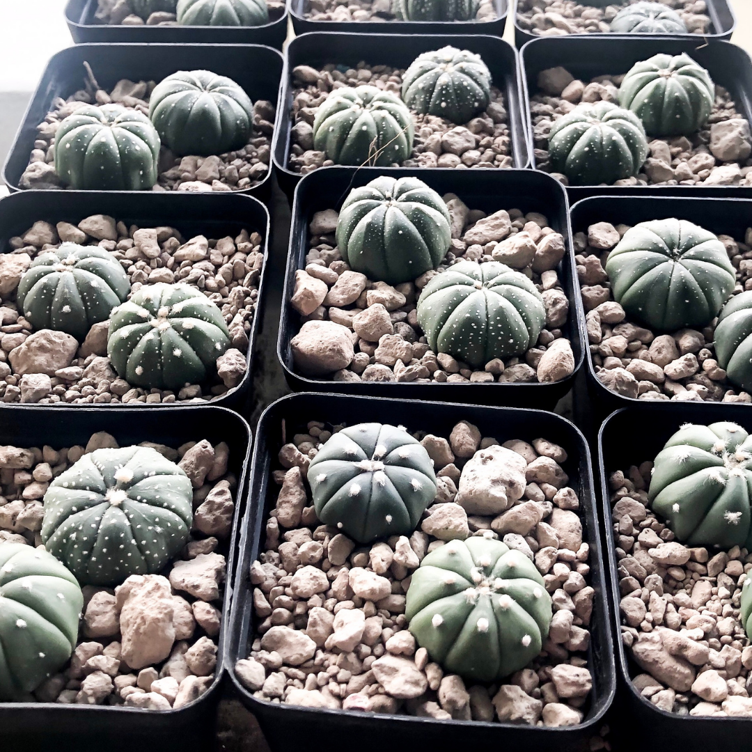Astrophytum Cactus (a).png