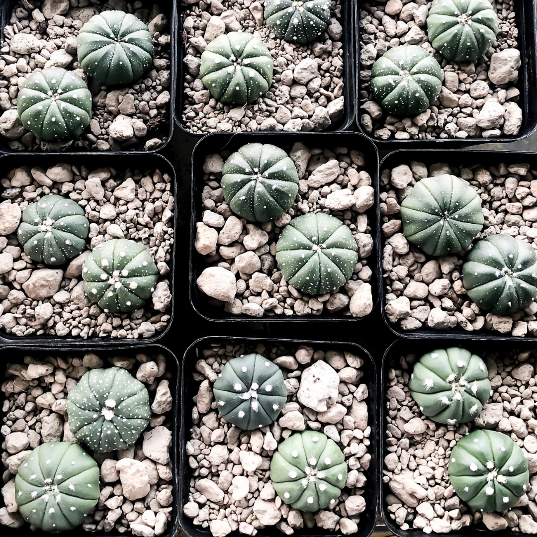 Astrophytum Cactus (b).png