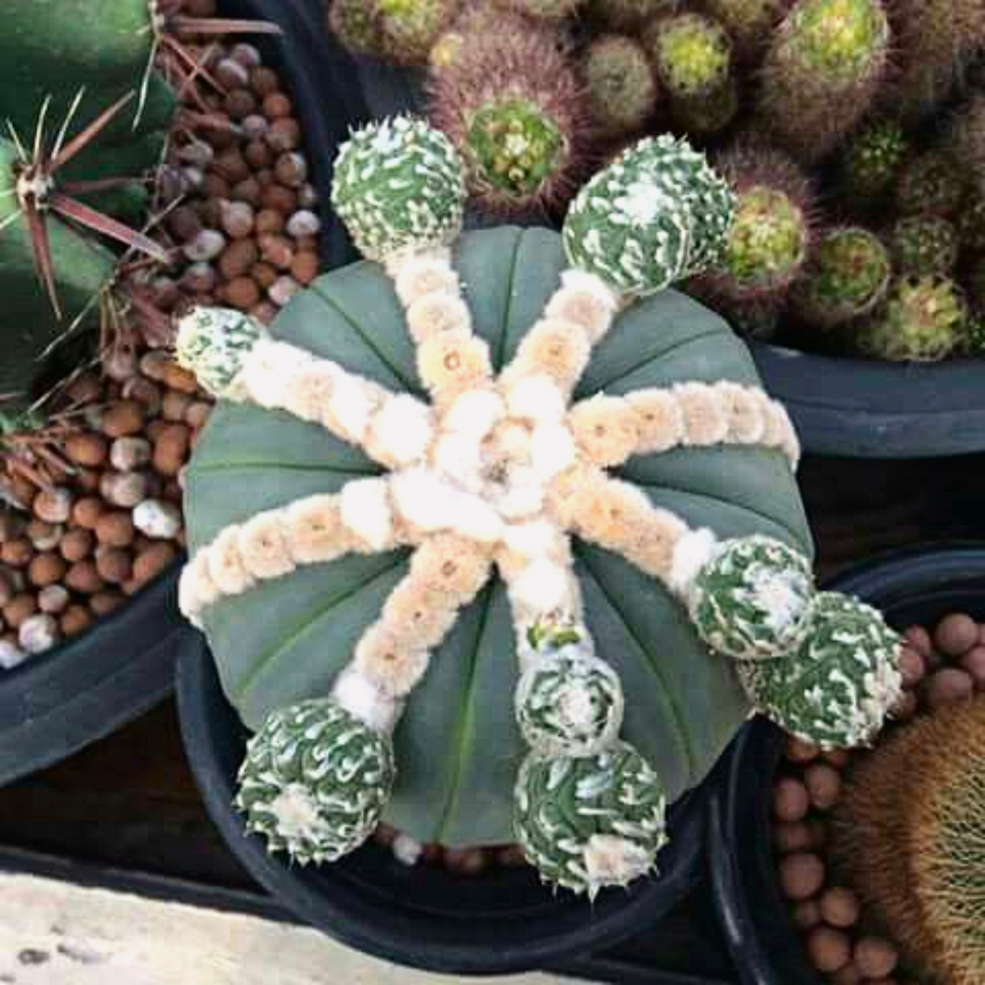 15 pcs | Astrophytum Cactus Seed (a).png