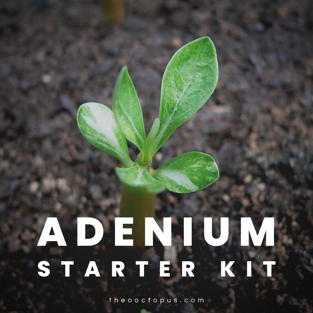 01_Adenium Starter Kit.png