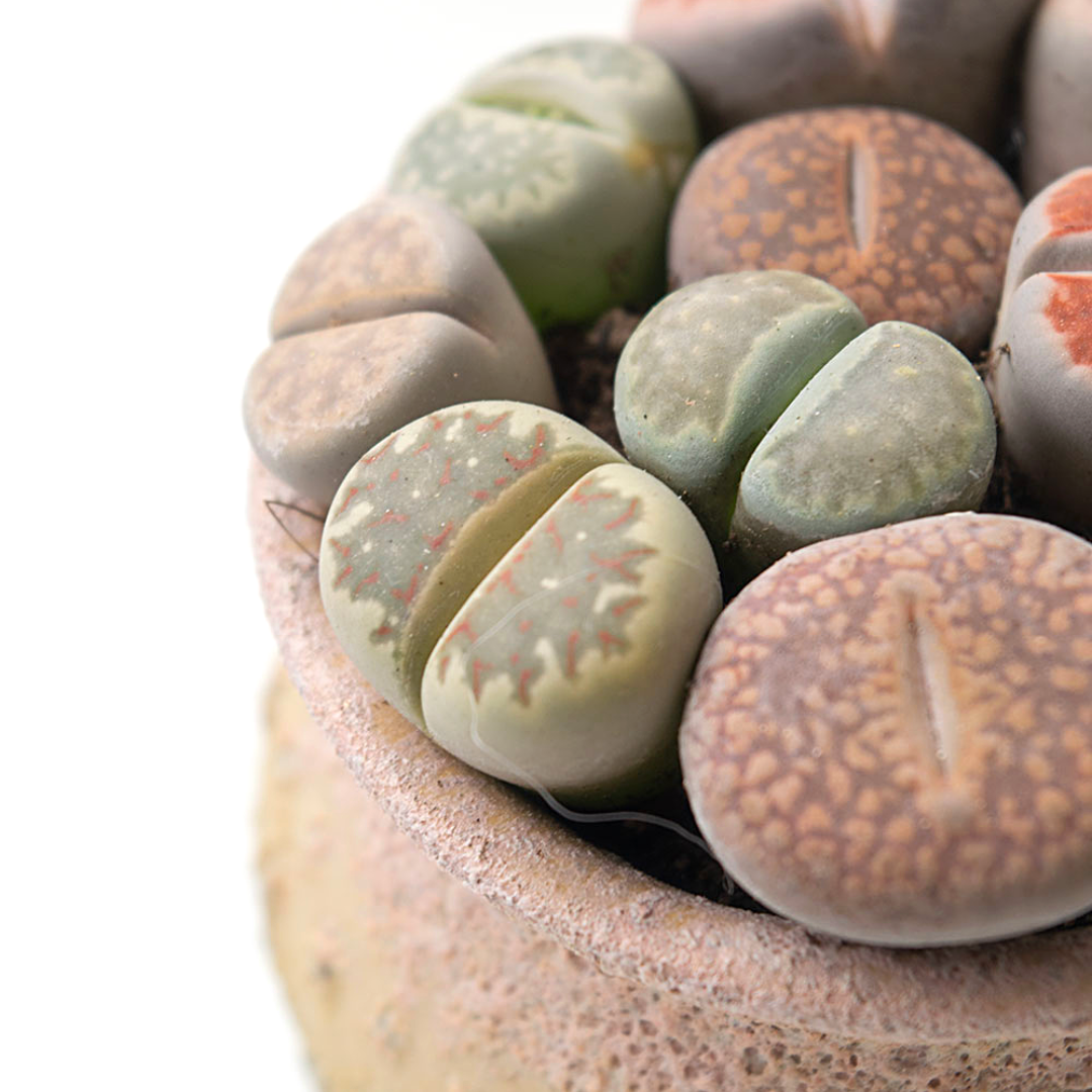 04_6 in 1 | Colourful Lithops Succulent