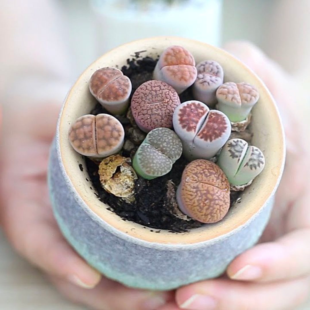 05_6 in 1 | Colourful Lithops Succulent