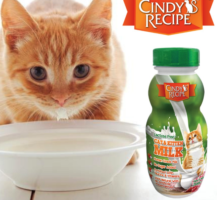 cat sip milk reviews cat sip milk reviews
