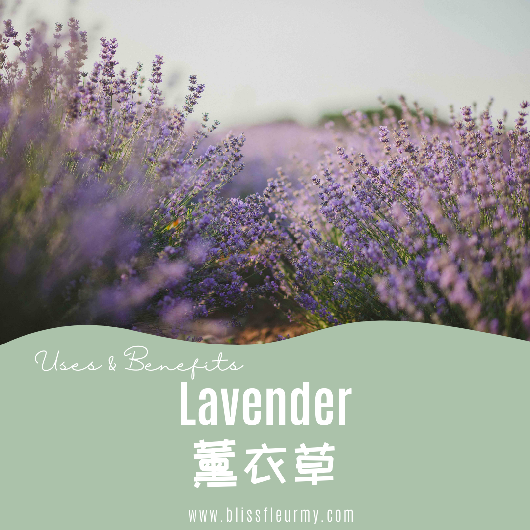 【精油简介 | 功效大全和好处】真正薰衣草 Lavender Pure Essential Oil Intro, Uses & Benefits | Shop for Natural Essential Oils Online in Malaysia