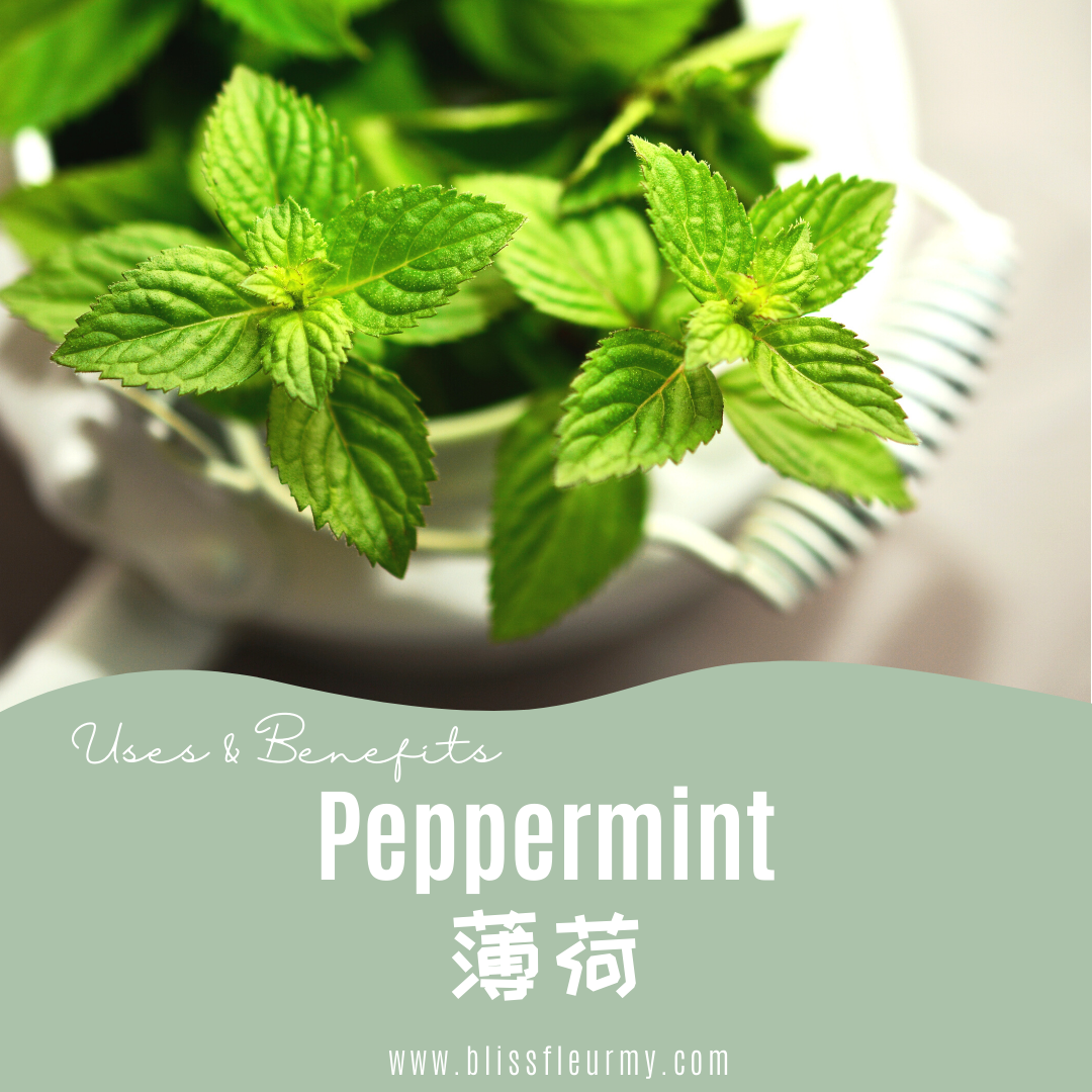 【精油简介 | 功效大全和好处】薄荷 Peppermint U.S Pure Essential Oil Intro, Uses & Benefits | Shop for Natural Essential Oils Online in Malaysia