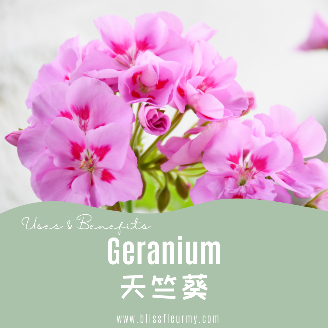 【精油简介 | 功效大全和好处】天竺葵 Geranium Pure Essential Oil Intro, Uses & Benefits | Shop for Natural Essential Oils Online in Malaysia