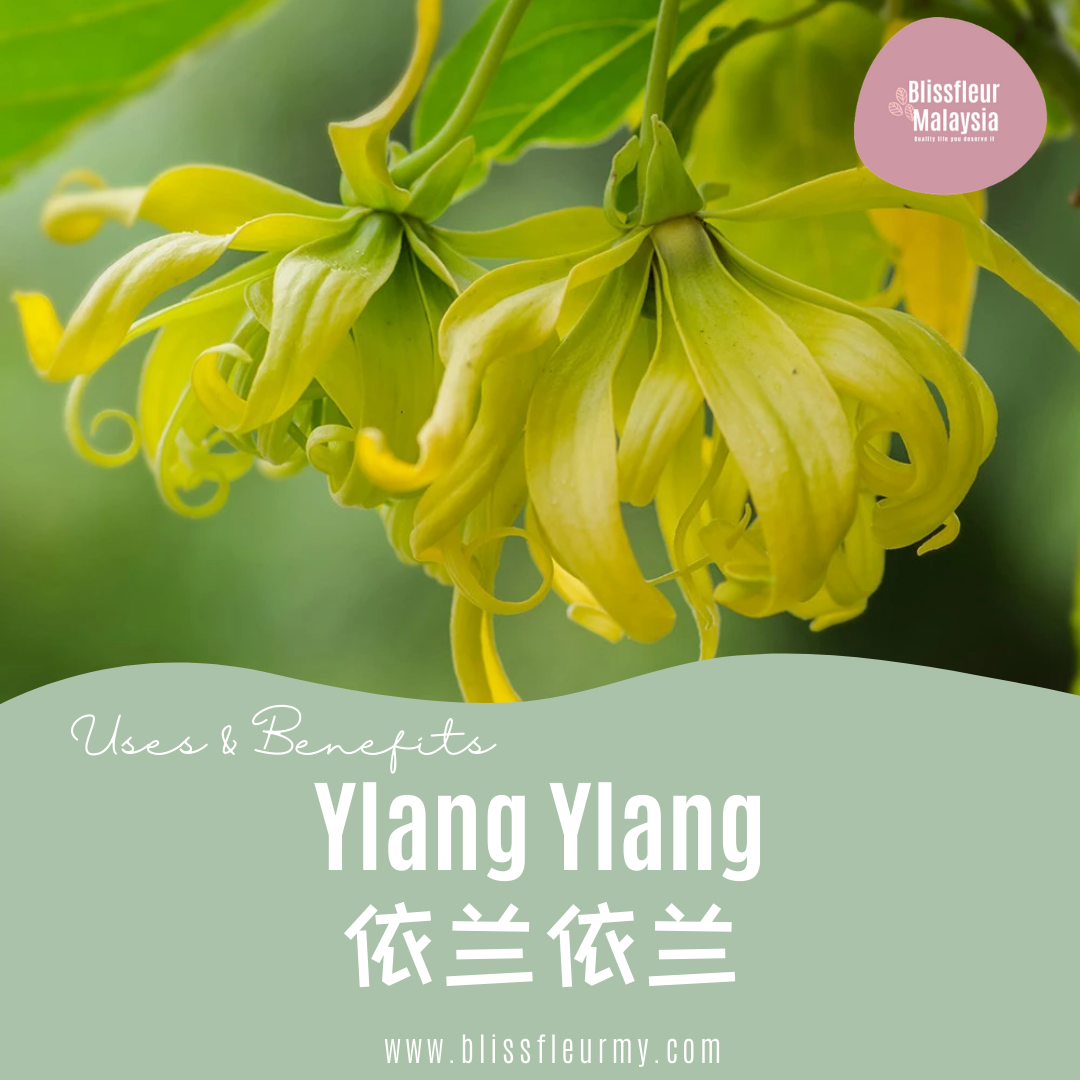 【精油简介 | 功效大全和好处】依兰依兰 Ylang Ylang Pure Essential Oil Intro, Uses & Benefits | Shop for Natural Essential Oils Online in Malaysia