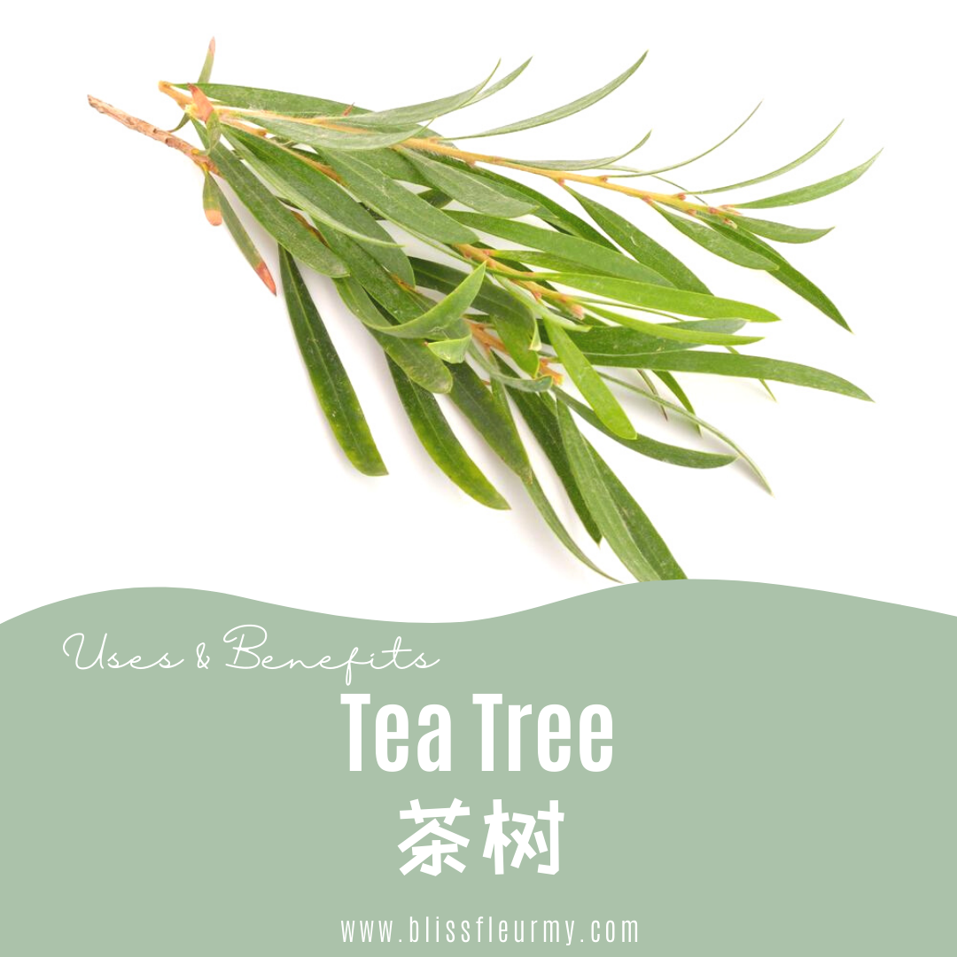 【精油简介 | 功效大全和好处】茶树 Tea Tree Pure Essential Oil Intro, Uses & Benefits | Shop for Natural Essential Oils Online in Malaysia