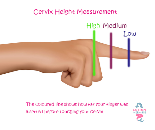 cervix-height.jpg