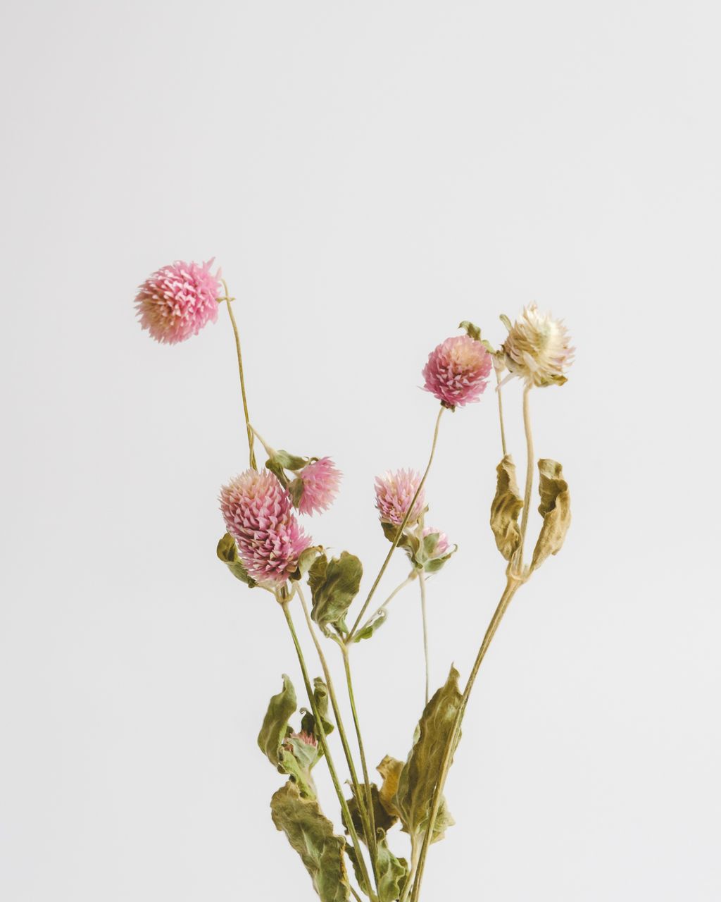 粉色千日紅 束 永恆 不變的愛 Cheese Super 乳酪超市