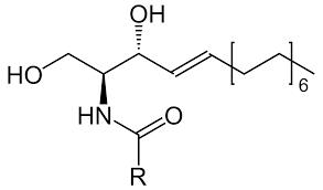 Ceramide 神经酰胺.jpg