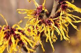 Witch Hazel Extract 金缕梅萃取.jpg