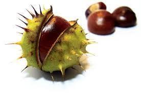 Horse Chestnut Seed Extract 七叶树萃取.jpg