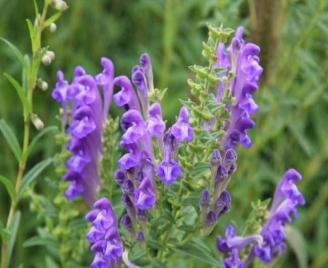 Scutellaria Baicalensis Extract 黄芩萃取.jpg