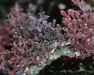 Coralline Seaweed