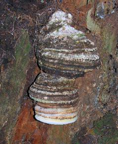 natural serum2.jpg natural serum2.jpg